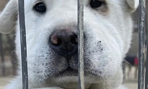 Bericht aus der NZZ über Hunde in Korea