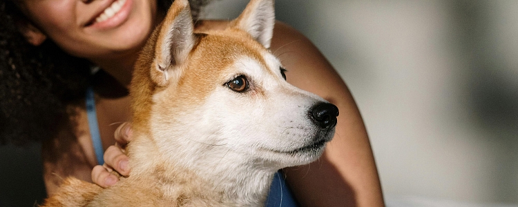 Wer wir sind und warum wir Hunde aus Korea retten